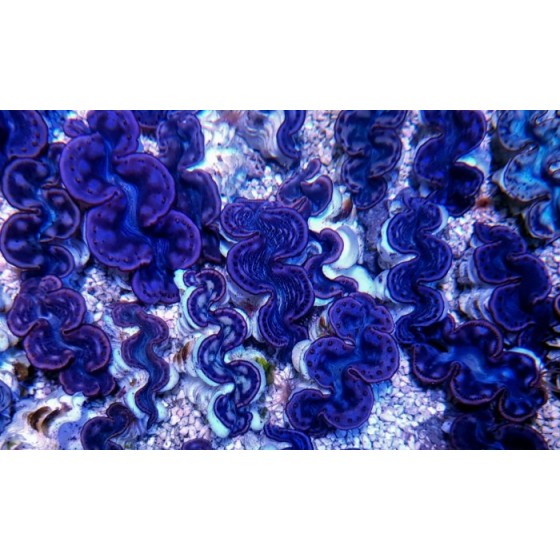 Tridacna Maxima Pink/Purple