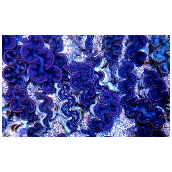 Tridacna Maxima Pink/Purple