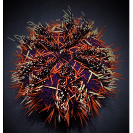 Tripneustes gratilla – Collector Urchin | Suuri reef safe -levänsyöjä