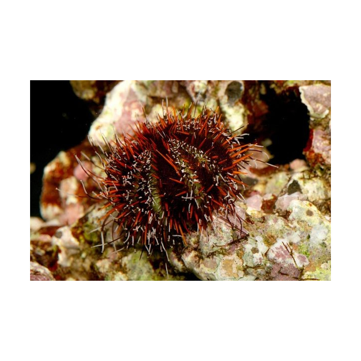 Tripneustes gratilla