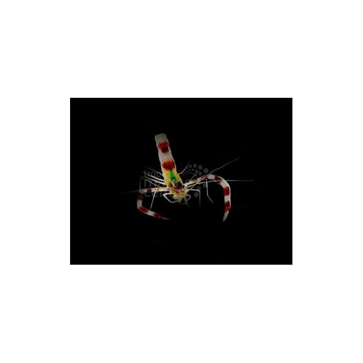 Stenopus hispidus – Coral Banded Shrimp | Näyttävä puhdistajarapu merivesiakvaarioon