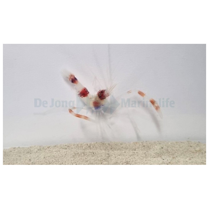 Stenopus hispidus – Coral Banded Shrimp | Näyttävä puhdistajarapu merivesiakvaarioon