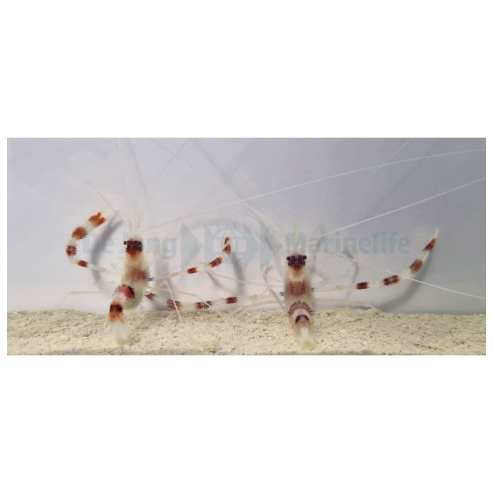 Stenopus hispidus - pariskunta