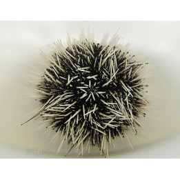 Tripneustes ventricosus