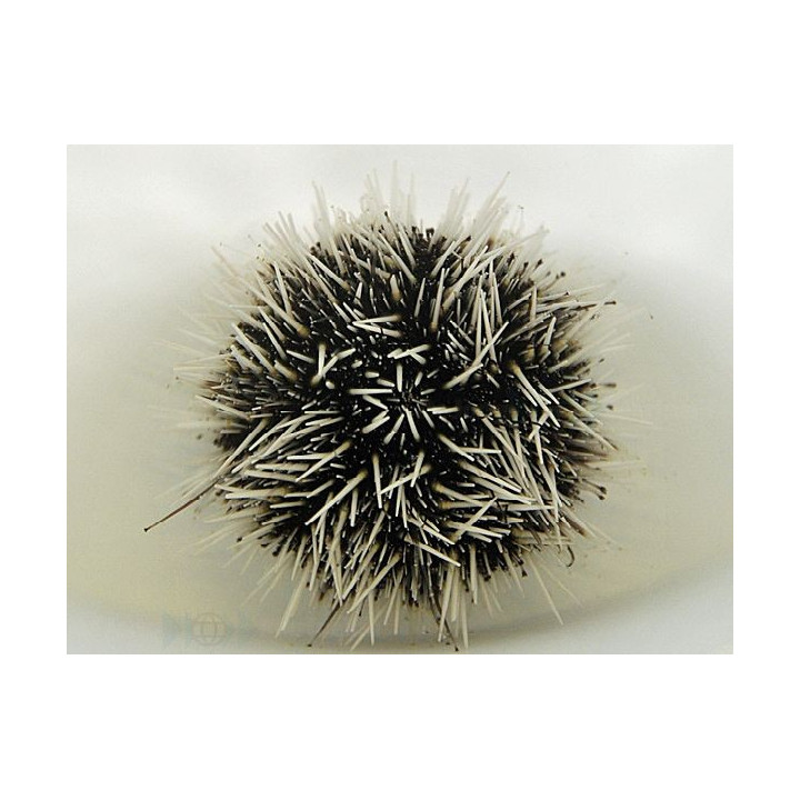 Tripneustes ventricosus