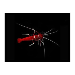 Lysmata debelius