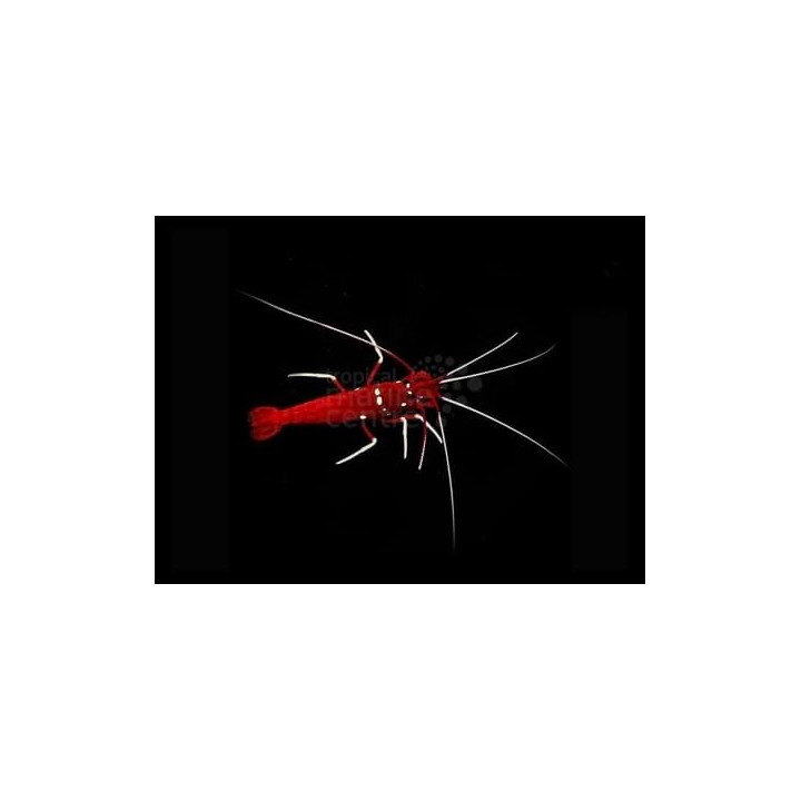 Lysmata debelius
