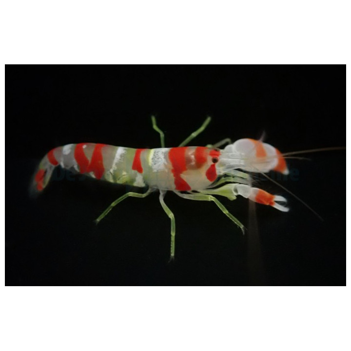 Alpheus randalli - pistoolirapu
