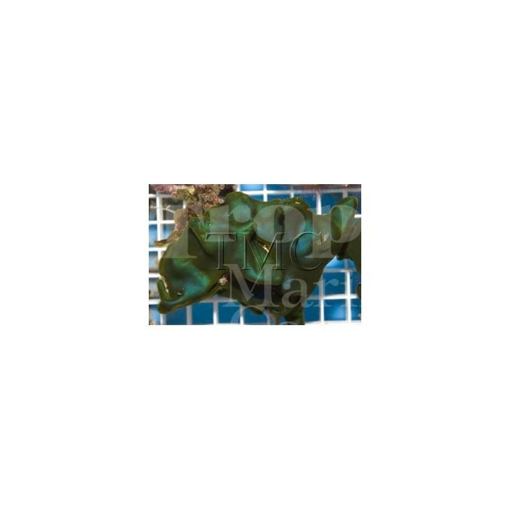 Codium sp. - Algae on Rock - Cabbage