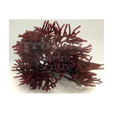 Galaxaura sp. - Bird's Nest Algae - Red