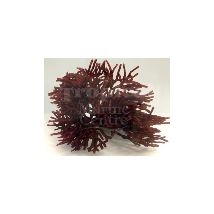 Galaxaura sp. - Bird's Nest Algae - Red