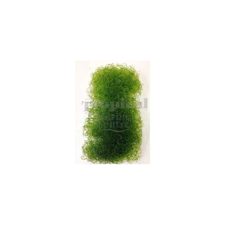 Chaetomorpha sp. - Chaeto - Bundle