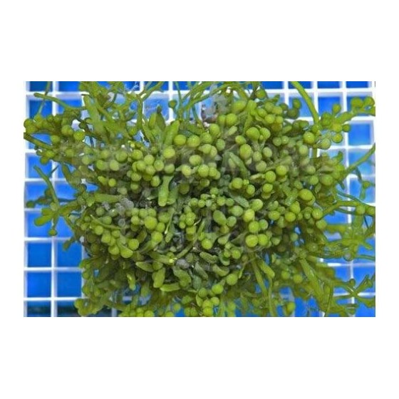 Caulerpa racemosa - Cult Grape