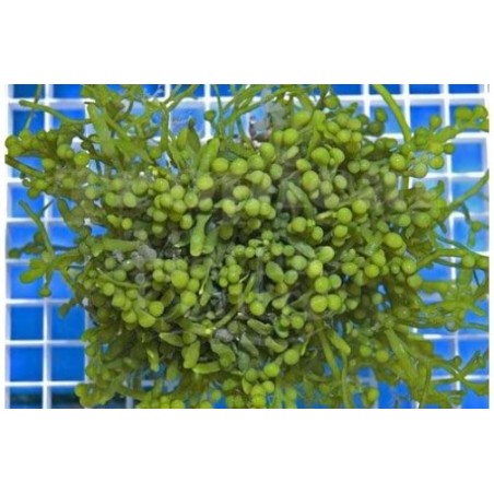 Caulerpa racemosa - Cult Grape