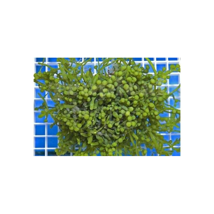 Caulerpa racemosa - Cult Grape