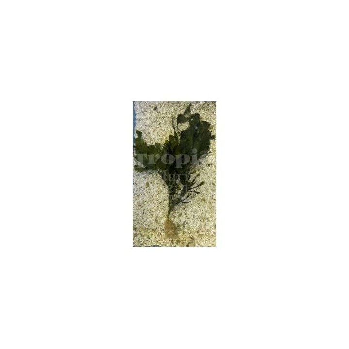 Halimeda sp. - Fan Algae - Giant