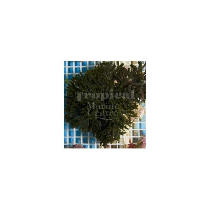 Codium sp. - Green Antler Algae
