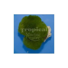 Chlorodesmis sp. - Maidens Hair Algae