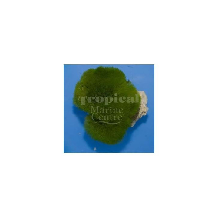 Chlorodesmis sp. - Maidens Hair Algae