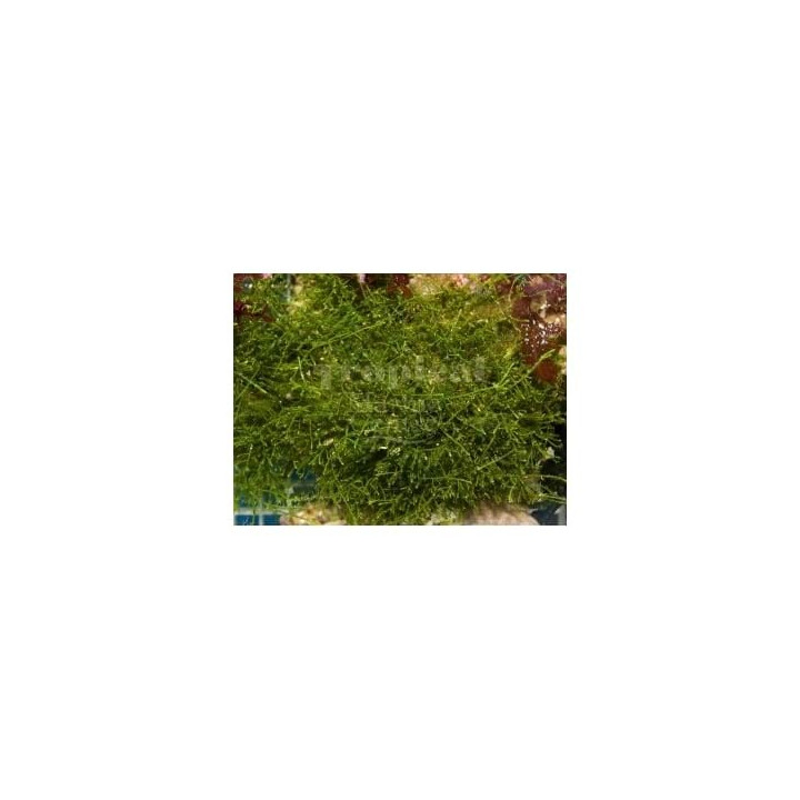 Caulerpa sp. - Caulerpa On rock - Assorted