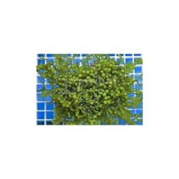 Caulerpa racemosa - On Rock - Grape Algae