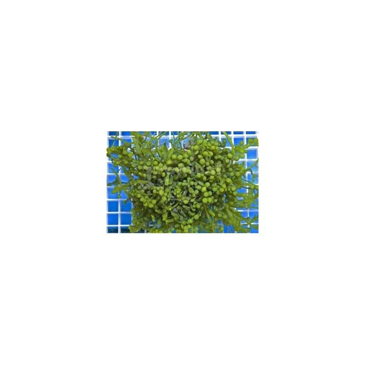 Caulerpa racemosa - On Rock - Grape Algae