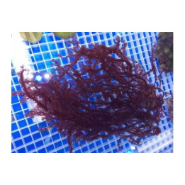 Botryocladia sp. - Red Grape Algae