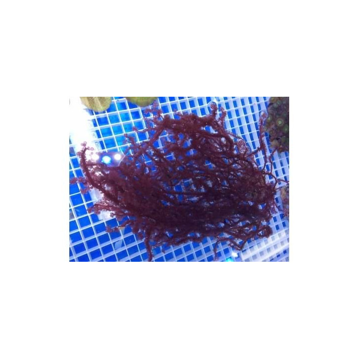 Botryocladia sp. - Red Grape Algae