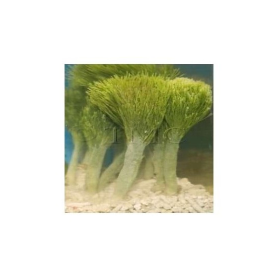 Penicillus capitatus - Shaving Brush Algae