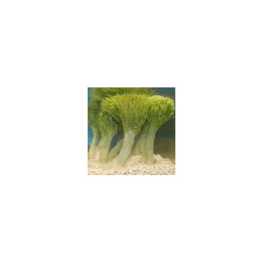 Penicillus capitatus - Shaving Brush Algae