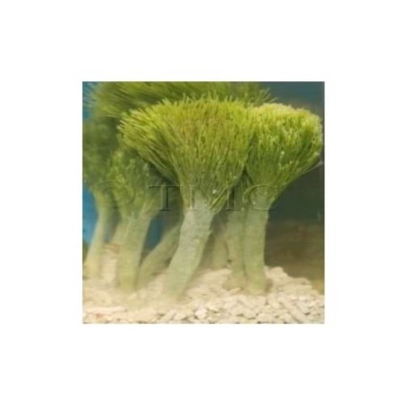 Penicillus capitatus - Shaving Brush Algae