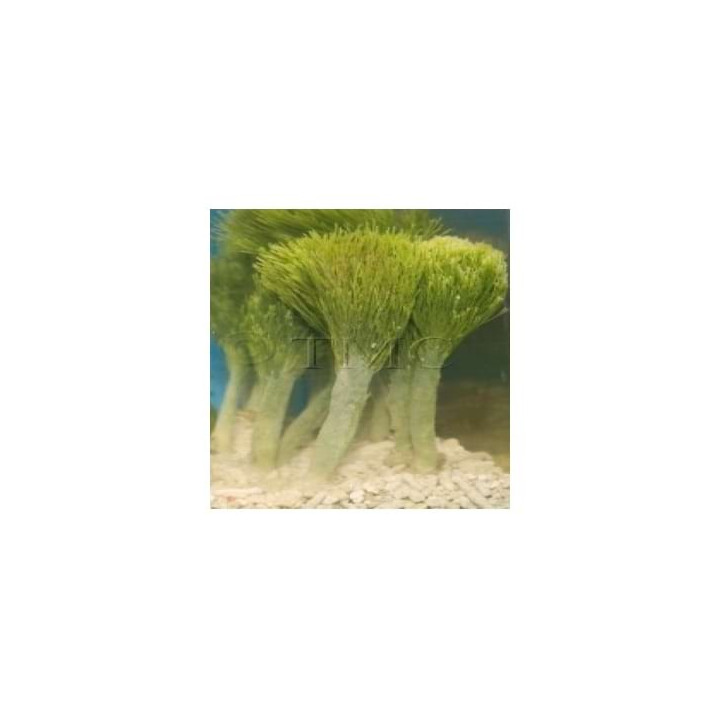 Penicillus capitatus - Shaving Brush Algae