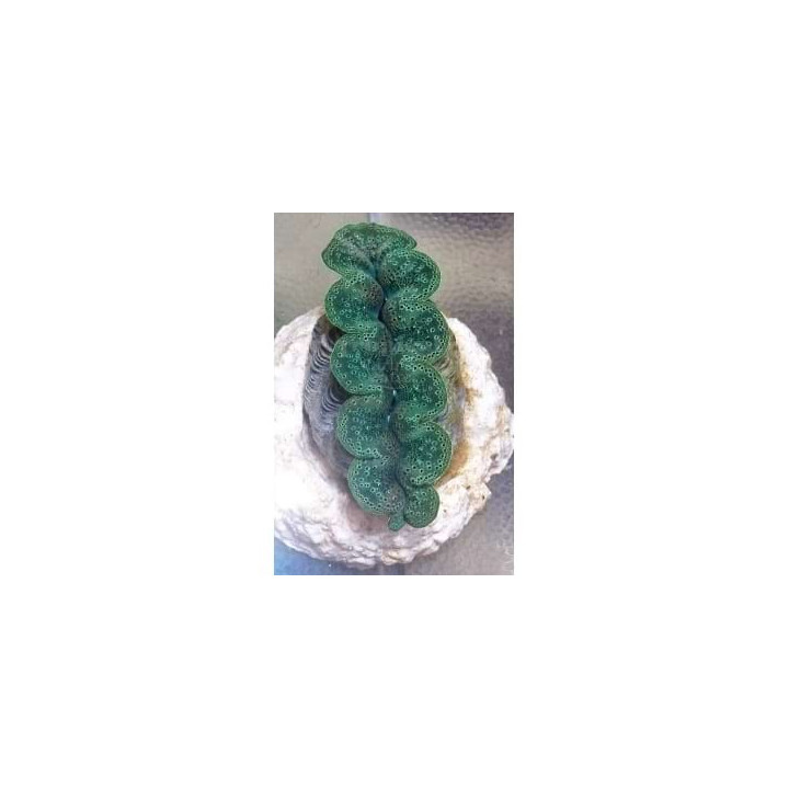 Tridacna Crocea - Cultured Clam - Coloured