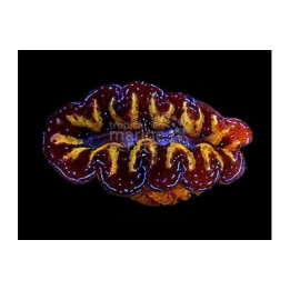 Tridacna Crocea - Cultured Clam - Ultra