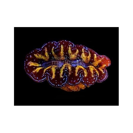 Tridacna Crocea - Cultured Clam - Ultra