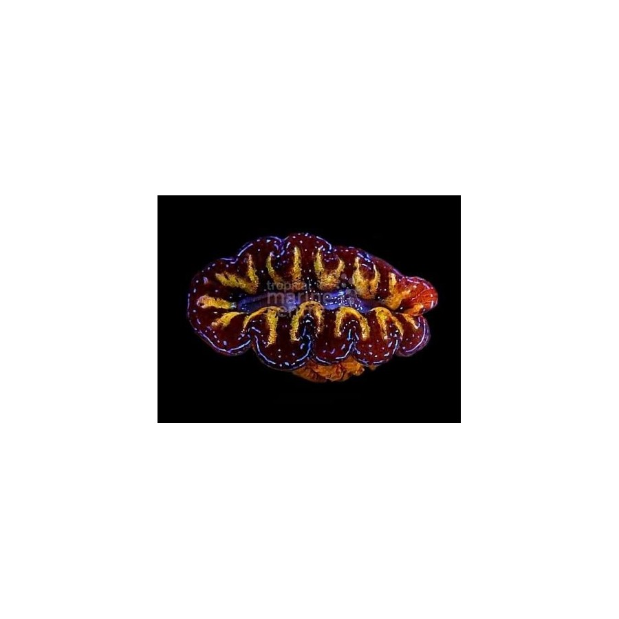 Tridacna Crocea - Cultured Clam - Ultra