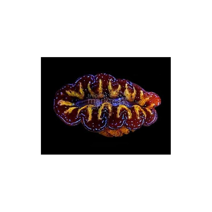 Tridacna Crocea - Cultured Clam - Ultra