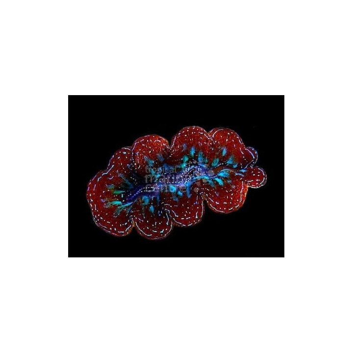 Tridacna Crocea - Cultured Clam - Ultra