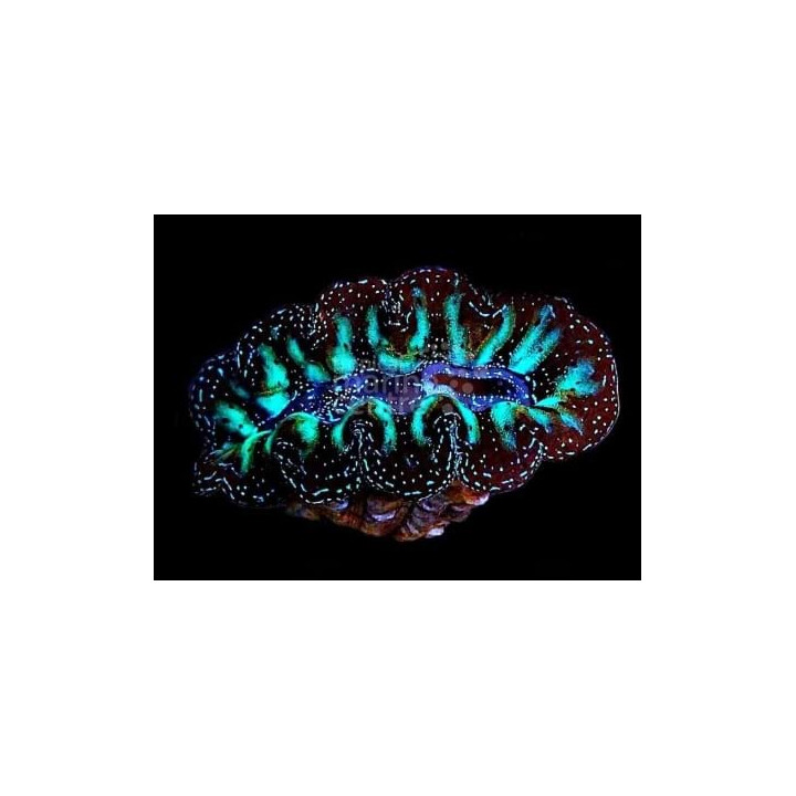 Tridacna Crocea - Cultured Clam - Ultra