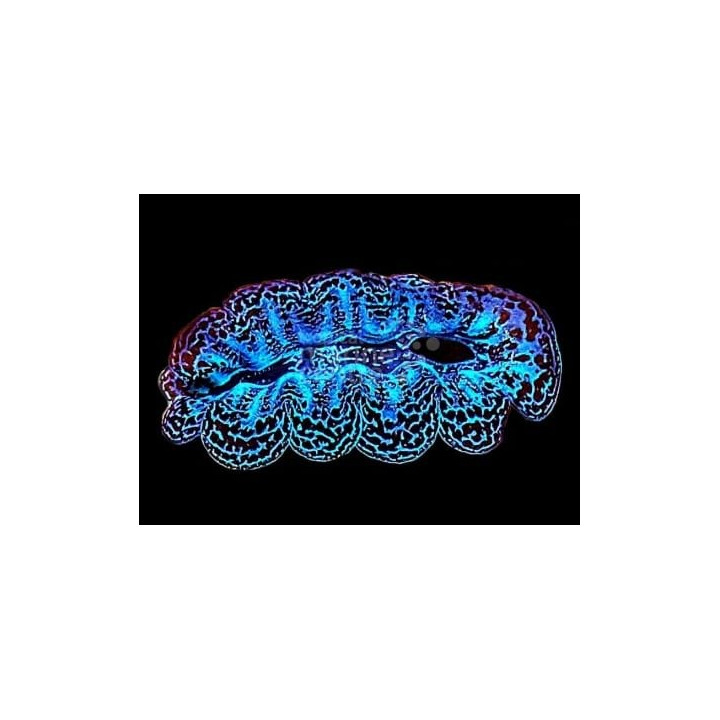 Tridacna Crocea - Cultured Clam - Ultra