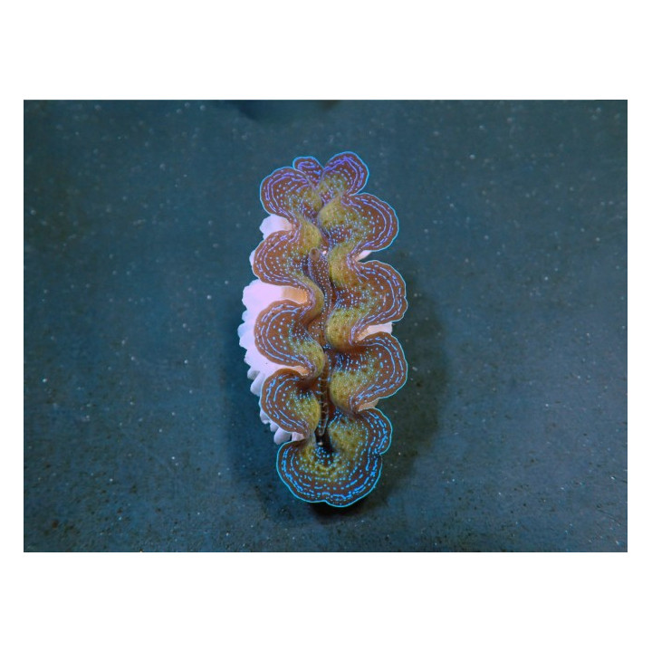 Tridacna Crocea - Cultured Clam - Ultra