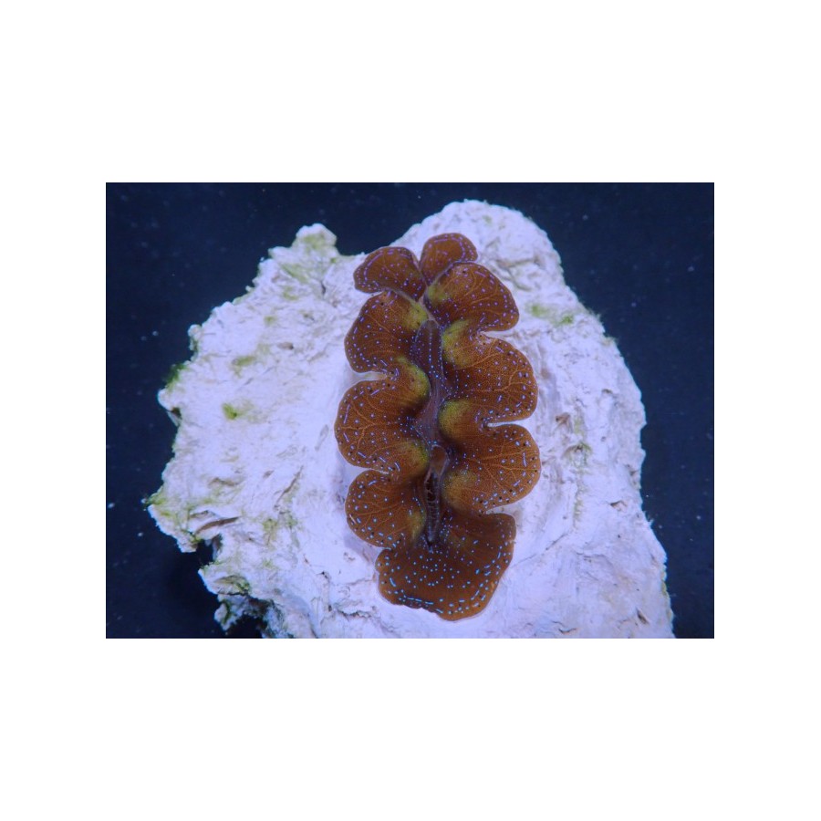 Tridacna Crocea - Cultured Clam - Ultra