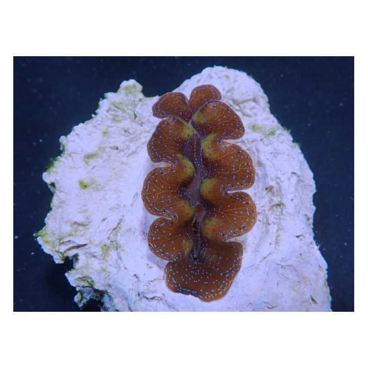 Tridacna Crocea - Cultured Clam - Ultra