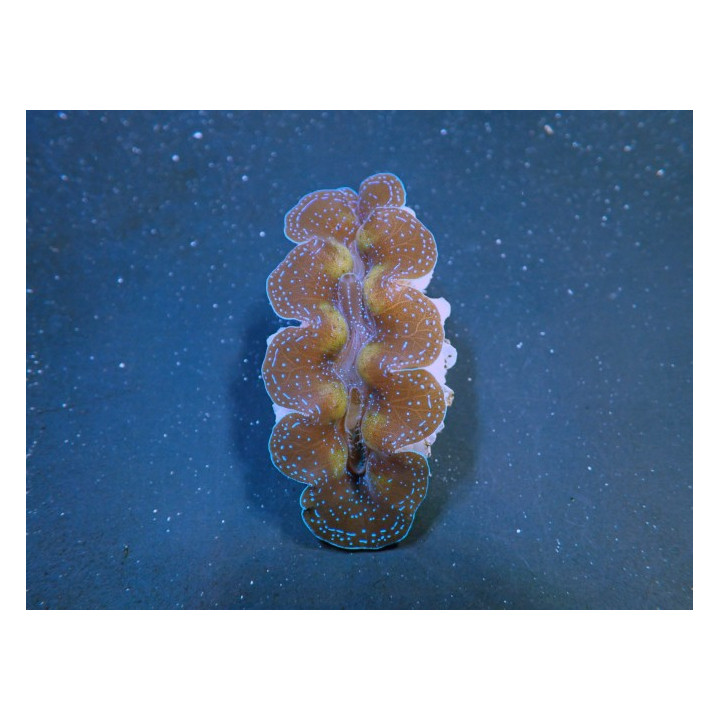 Tridacna Crocea - Cultured Clam - Ultra