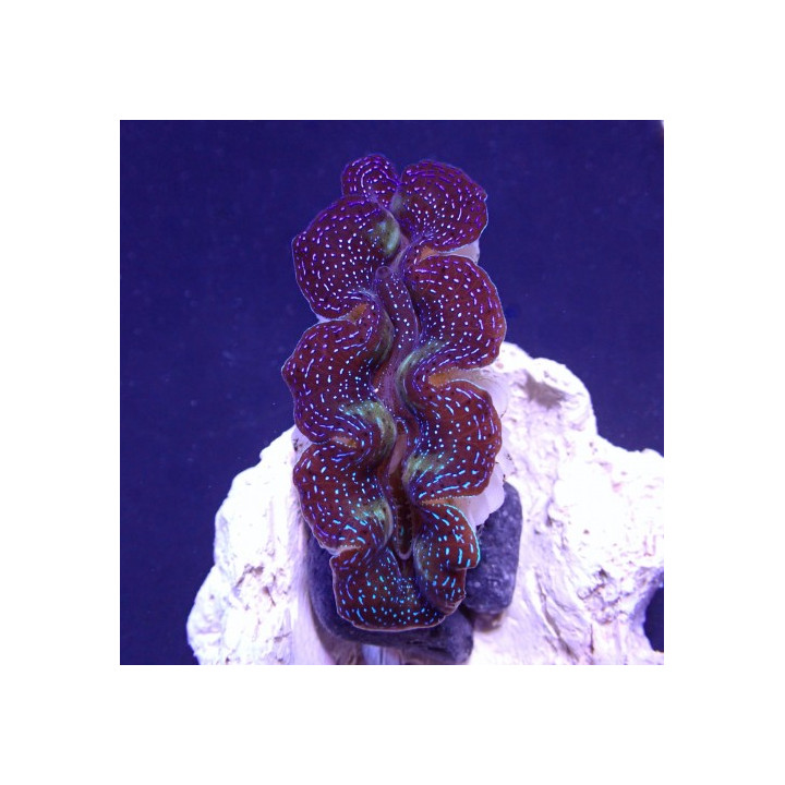 Tridacna Crocea - Cultured Clam - Ultra