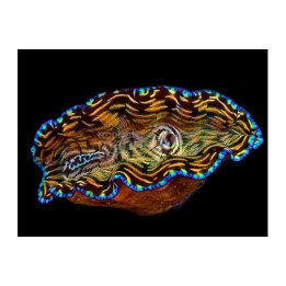 Tridacna Derasa - Cultured Clam