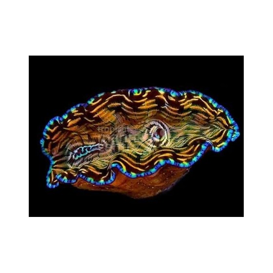 Tridacna Derasa - Cultured Clam