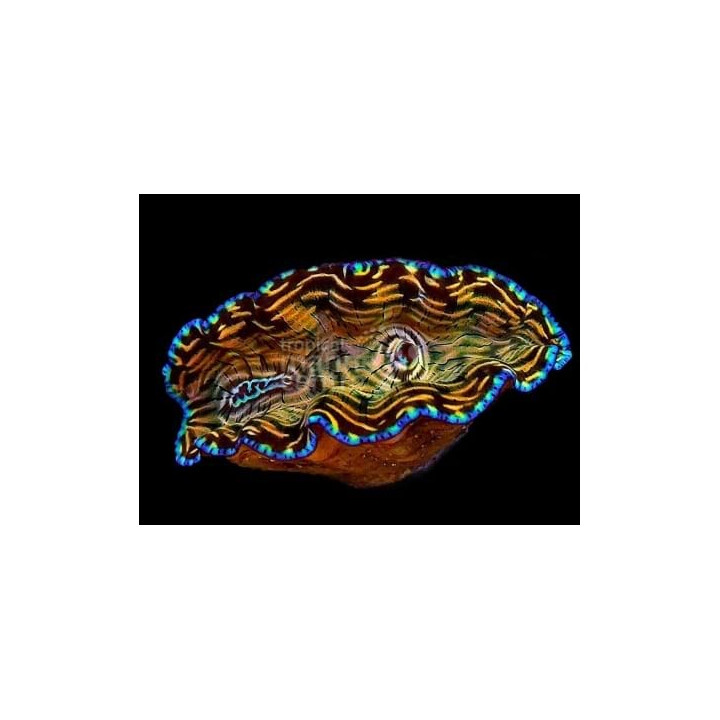 Tridacna Derasa - Cultured Clam