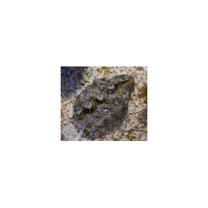 Hippopus hippopus - Cultured Clam