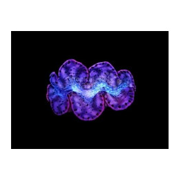 Tridacna Maxima - Cultured Clam - Coloured